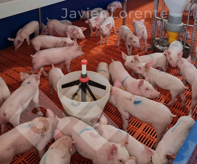 Photo 7. Piglets are now separated with feed available and have adequate conditions.